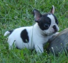 V�no�n� Francouzsk� buldo�ek �t��ata na prodej