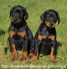 Dobrman - �t���tka s PP