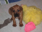 Rhod�sk� ridgeback - �t��ata s PP