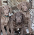 Chesapeake bay retriver-hnd s PP jako hnd labr