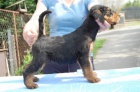 Erdelterier - Airedale terier - �t��ata