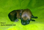 Belgick ovk Malinois s PP!!!