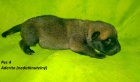 Belgick ovk Malinois s PP!!!