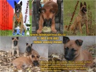 Belgick ovk malinois s PP