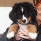 Bernsk� sala�nick� pes - �t��ata s PP