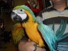 papou�ek papou�ci na prodej