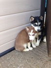 Kr�sn� Sibi�sk� husky �t��ata  