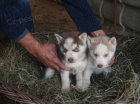 �ty�i modr� o�i sibi�sk� Huskys �t��ata
