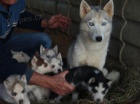 �ty�i modr� o�i sibi�sk� Huskys �t��ata