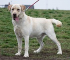�lut� pejsek labrador
