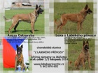 Belgick ovk malinois s PP - ihned k odbru