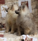 N�meck� �pic s PP