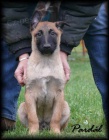 Belgick ovk malinois s PP - odbr ihned