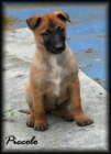 Belgick ovk malinois s PP - odbr ihned