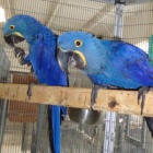 Prod�m Hyacint papou�ek papou�ci pro prodej