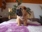 �arpej, Shar-pei