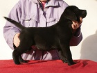 Labradorsk� retriever s PP