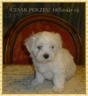 Malt�zsk� ps�k