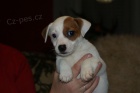 Jack Russel terier  - hladk� vrh