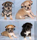 �ivava kr�tko i dlouhosrst�