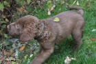 �t��ata Chesapeake bay retriever