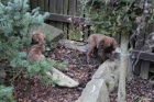 �t��ata Chesapeake bay retriever