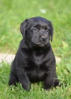 Labrador - �t���tko �ern� fenka