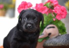 Labrador - �t���tko �ern� fenka