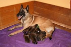 Belgick ovk malinois - tata s PP