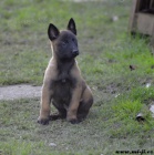 Bel.ovk - malinois