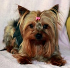 Pejsci jork��rsk�ho teri�ra