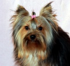 Pejsci jork��rsk�ho teri�ra