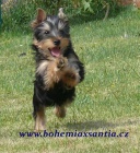 Australsk� silky teri�r - �t���tka