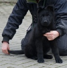 N�meck� ov��k �t��ata s PP