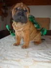 �arpej, Shar- pei