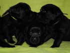 Labradorsk� retr�vr-�ern� �t�n�tka s PP