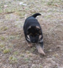 N�meck� ov��k