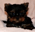 �t��ata jork��rsk�ho teri�ra