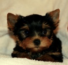 �t��ata jork��rsk�ho teri�ra