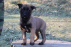 Belgick oviak-Malinois