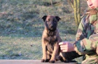 Belgick oviak-Malinois