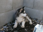 Sibi�sk� Husky