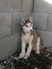 Sibi�sk� Husky