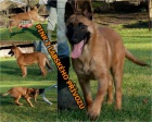 Belgick ovk malinois s PP - odbr ihned