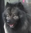 N�meck� �pic vl��