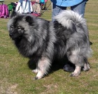 N�meck� �pic vl��