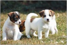 Jack Russell teri�r