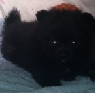 N�meck� �pic mal� a st�edn� s PP