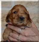 Anglick� kokr�pan�l