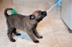 Belgick ovk - Malinois s pp